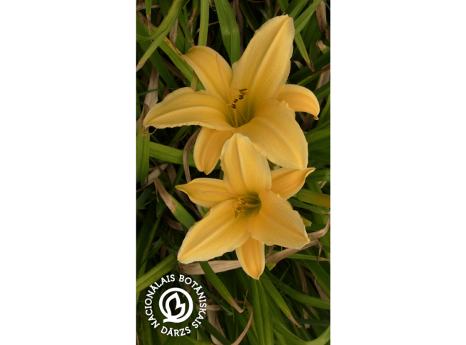 Hemerocallis   'Frances Fay'